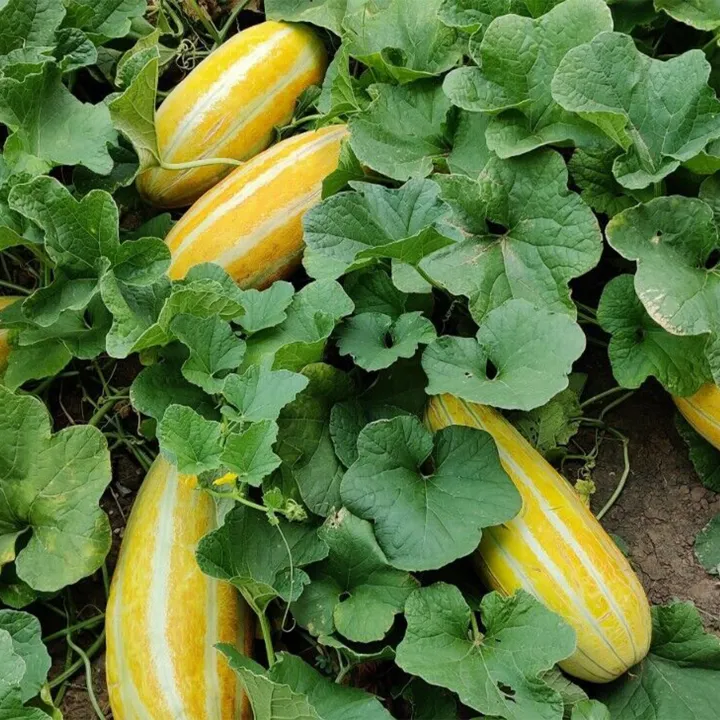 Progressive%20-%20Urban%20Vibes%20-%20"%20Muskmelon%20Fruit%20(Bangi)%20Seeds%20-%20(20%20Piece)"%20-%20Tools,%20DIY%20&%20Outdoor%20-%20Unrivaled%20in%20Genre%20-%20Excellent%20-%20Image%204