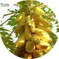 10 Pcs Hybrid F1 Yellow Gold Papaya Seeds(হলুদ পেঁপে বীজ) - 10 Pcs Seeds.