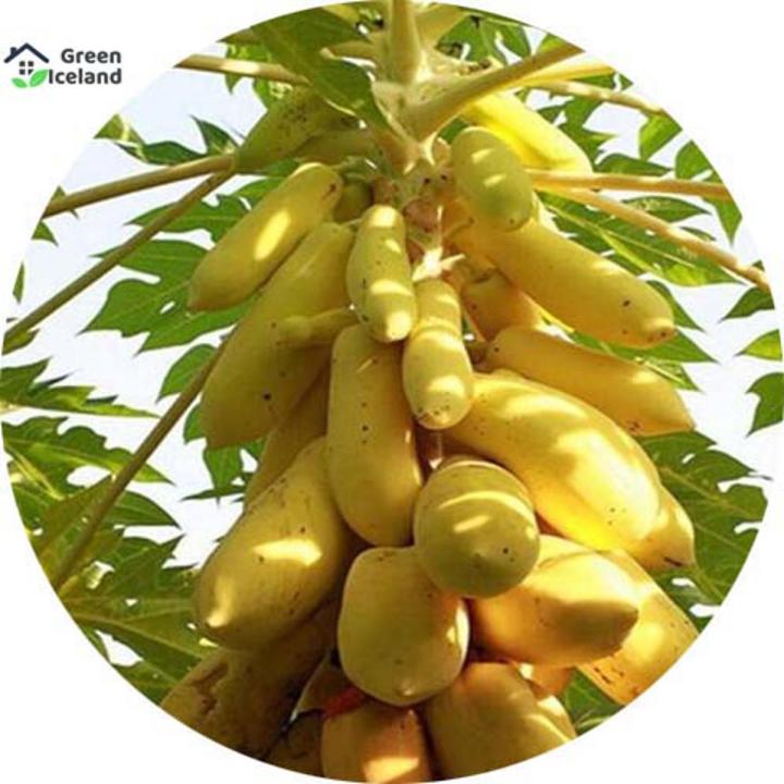 10 Pcs Hybrid F1 Yellow Gold Papaya Seeds(হলুদ পেঁপে বীজ) - 10 Pcs Seeds