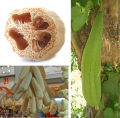 Nifty Niche - 2 type of hybrid vegetable seeds intake packet combo. Dhundol, jhinga Total 2 packet. - Tools, DIY & Outdoor.