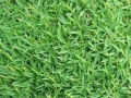 (All Season) Sports Field Green Grass Seeds (Seeds) - 200+ Pcs Seeds. 