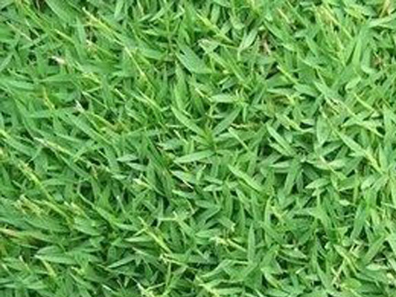 Lawn%20Grass%20(%E0%A6%95%E0%A6%BE%E0%A6%B0%E0%A7%8D%E0%A6%AA%E0%A7%87%E0%A6%9F%20%E0%A6%98%E0%A6%BE%E0%A6%B8)%20Seed/%E0%A6%AC%E0%A7%80%E0%A6%9C-%20200%20Pcs%20Seeds%20-%20Image%208