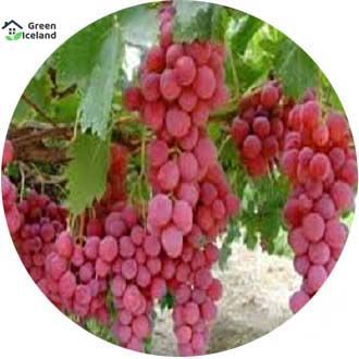 Dwarf%2010%20Pcs%20Natural%20Red%20Grape%20Seeds(???%20???????%20???)%20-%2010%20Pcs%20Seeds%20-%20Image%203