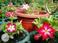 big size thai Adenium mix flower Plants 1pis. 