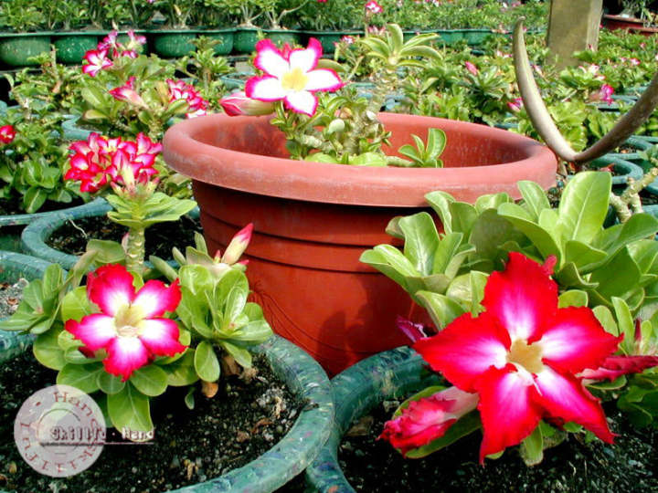 big%20size%20thai%20Adenium%20mix%20flower%20Plants%201pis%20-%20Image%206