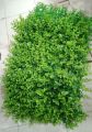 Artificial Plastic Plant- Grass  BACKGROUND wall(2 ft - 1.5 ft ) - Home Decoration Item - Home Decoration Item. 