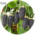 Dwarf 30 Pcs Natural Black Mulberry Seeds - 30 Pcs Seeds. 