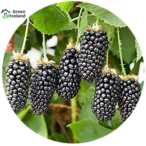 Dwarf%2030%20Pcs%20Natural%20Black%20Mulberry%20Seeds%20-%2030%20Pcs%20Seeds%20-%20Image%203