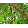 Blood Sandalwood Tree Seeds -05 pcs seeds. 