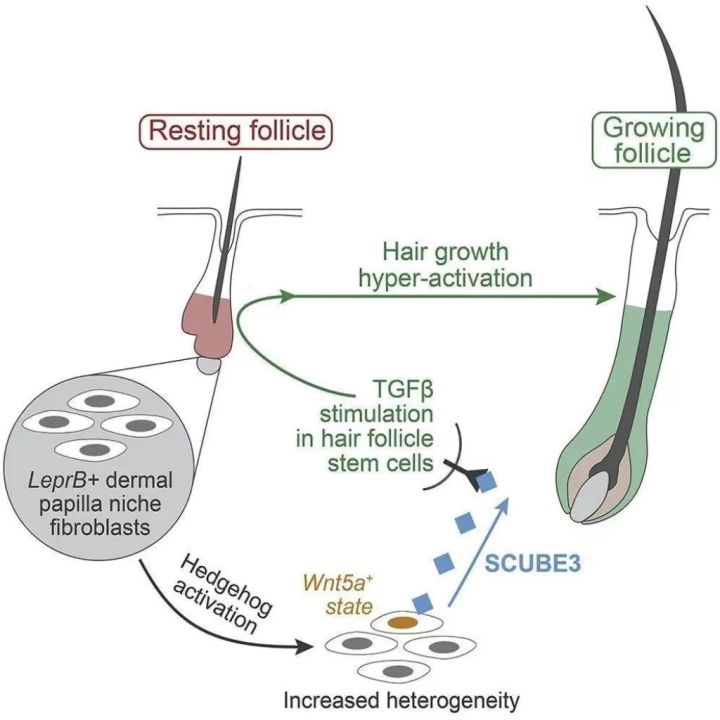 Kirkland%20Signature%20Minoxidil%205%25%20Topical%20Solution%20Extra%20Strength%20Beard%20&%20Hair%20Regrowth%20Treatment%2060ml%201%20Month%20Supply%20-%20100%25%20Original%20-%20MNXMS%20-%20Image%205