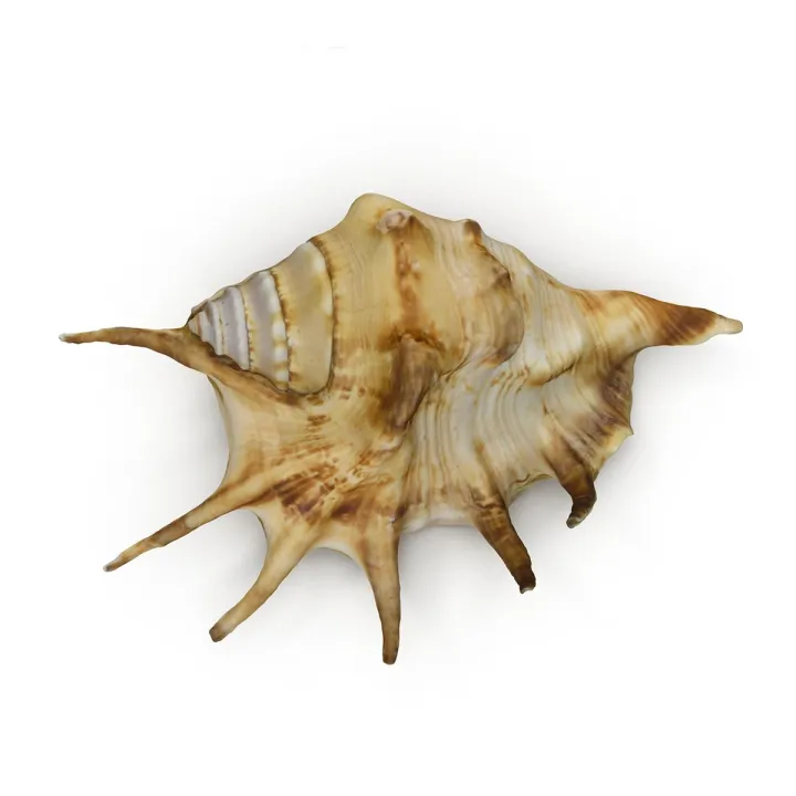 Nature%20Leaf%20-%20Shongkho%20Gura%20/%20Conch%20Shell%20Powder%20-%20100gm%20-%20Image%202
