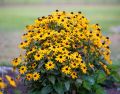 Rudbekia Flower Seed - 25/50 pcs Seed Rudbekia Hirta Coneflower Seed - রুদবেকিয়া ফুলের বীজ.