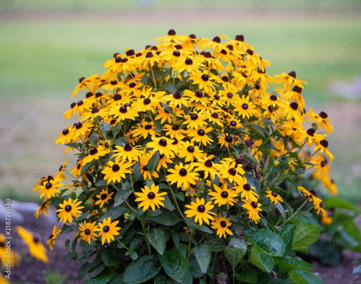 Rudbekia%20Flower%20Seed%20-%2025/50%20pcs%20Seed%20Rudbekia%20Hirta%20Coneflower%20Seed%20-%20%E0%A6%B0%E0%A7%81%E0%A6%A6%E0%A6%AC%E0%A7%87%E0%A6%95%E0%A6%BF%E0%A7%9F%E0%A6%BE%20%E0%A6%AB%E0%A7%81%E0%A6%B2%E0%A7%87%E0%A6%B0%20%E0%A6%AC%E0%A7%80%E0%A6%9C%20-%20Image%202