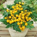Hybrid Yellow cherry tomatto seed 30 pice + gift. 