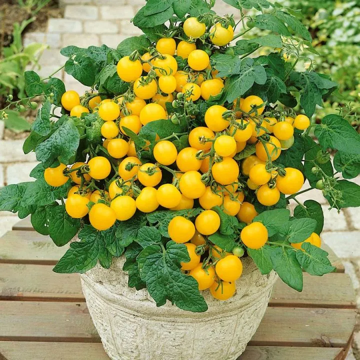 Hybrid%20Yellow%20cherry%20tomatto%20seed%2030%20pice%20+%20gift%20-%20Image%202