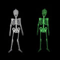 Portable Skull Prop Attractive Plastic Funny Halloween Luminous Skeleton Body Toy Sculpture for Festival. 