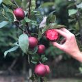 Red Apple Tree Bonsai Seeds -15 Pcs (Imported Global Seeds).