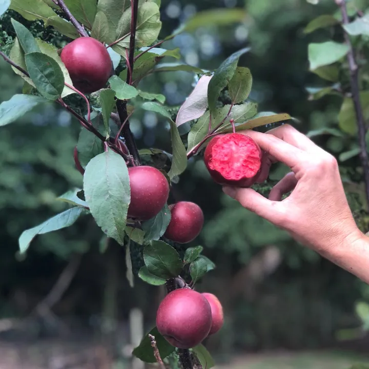 Red%20Apple%20Tree%20Bonsai%20Seeds%20-15%20Pcs%20(Imported%20Global%20Seeds)%20-%20Image%203