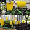 Fruit Fly Traps Bugs Yellow Sticky Board Pest Control Insect Killer Two-sided Glue Paper Trap For Kill Pest. 