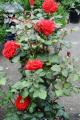 Rose Tree Rose-red Perenial Flower Seeds - 30 Pcs Seeds.