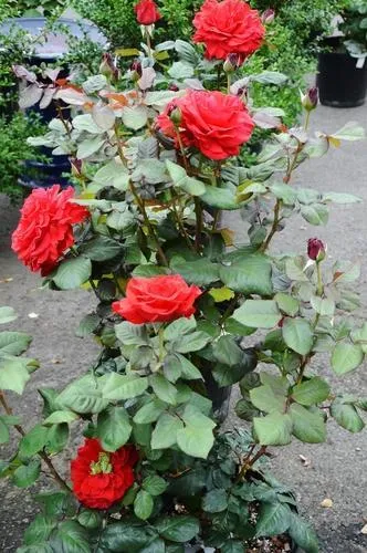 Rose%20Tree%20Rose-red%20Perenial%20Flower%20Seeds%20-%2030%20Pcs%20Seeds%20-%20Image%204