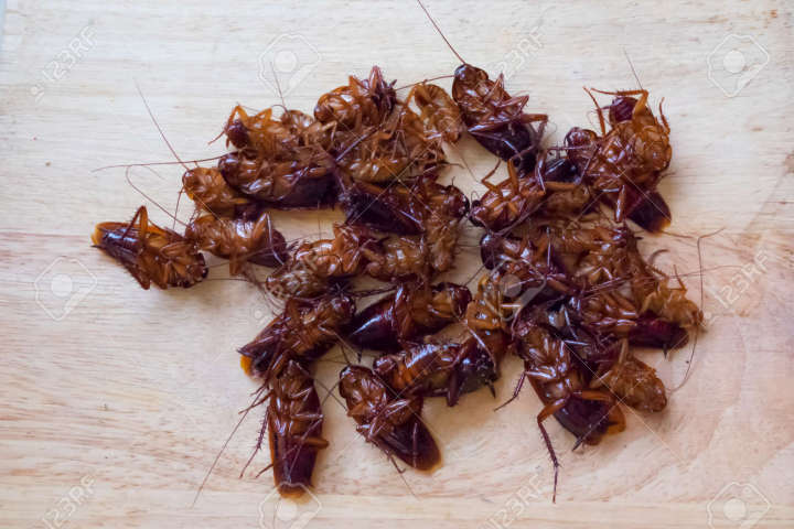 Dhaka%20Gel%20Cockroach%20Killer%2050g%20%7C%201%20Piece%20%7C%20Powerful%20Roach%20Control%20Gel%20for%20Kitchen%20&%20Washroom%20%7C%20Fast-Acting,%20Easy%20to%20Use,%20Long-Lasting%20Formula%20%7C%20Gel-Coated%20Cockroach%20Killing%20Gel%20%7C%20Say%20Goodbye%20to%20Roaches%20Instantly!%20-%20Image%203