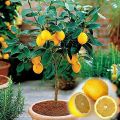 Natural Dwarf Lemon Tree Seeds - 5 Pcs Seeds (Global Seeds). 