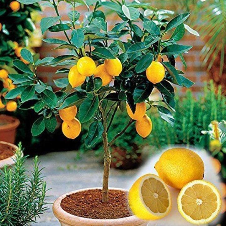 Natural%20Dwarf%20Lemon%20Tree%20Seeds%20-%205%20Pcs%20Seeds%20(Global%20Seeds)%20-%20Image%203