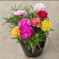 Global Moss Rose Portulaca Mixed Seeds - 50+ Seeds. 