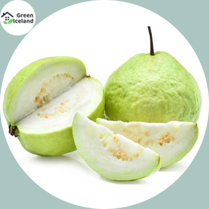 Guava Bonsai Delicious Tropical Fruit Potted Non Transgenic Outdoor Plants Fruit Tree For Home Garden Planting- 30 Pcsee  seeds