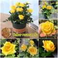 Yellow Color Rose Seeds - 30 Pcs Seeds (Global Seed). 