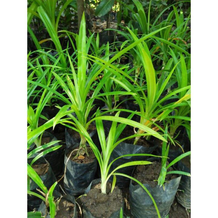 Polao%20Pata%20Small%20Pandan%20Tree%20Plant%20-%20Image%206