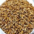 Red Wheat For birds Foods - 1KG. 