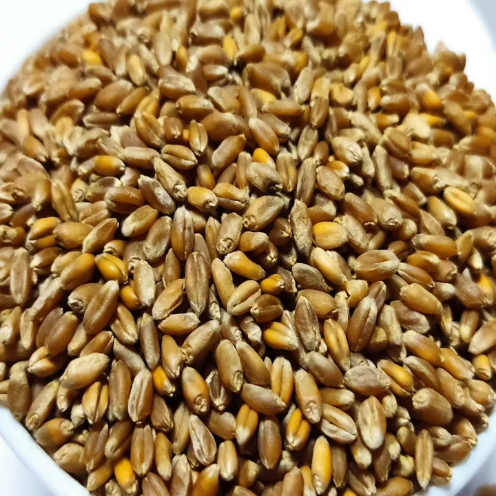 Red%20Wheat%20For%20birds%20Foods%20-%201KG%20-%20Image%202
