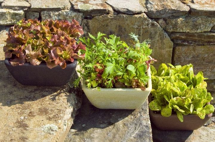Lettuse%20Seed%20-%2025/50%20pcs%20F1%20Hybrid%20-%20%E0%A6%B2%E0%A7%87%E0%A6%9F%E0%A7%81%E0%A6%B8%20%E0%A6%AA%E0%A6%BE%E0%A6%A4%E0%A6%BE%E0%A6%B0%20%E0%A6%AC%E0%A7%80%E0%A6%9C%20-%20Image%207