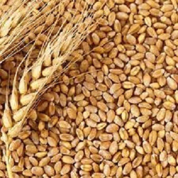 Pure Organic Wheat Grain-( গমের দানা )-1Kg