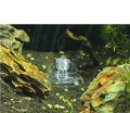 Pond Hydroponic Plants Aquatic Supplies Pest Catch Box Planarian Catcher Cleaning Tool Aquarium Snail Trap. 