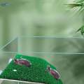 Turtle Resting Basking Aquarium Animal Sink Wharf for Frog Terrapin S.