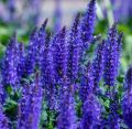 "Blue Salvia Flowers Seeds-(15 Piece)". 