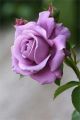 Rare Lavender Ice colour Roses Flower 25 Pcs Seeds. 