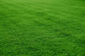 Lawn Grass (Carpet Grass) Seed / Seed- 200 PCS Seeds.
