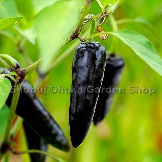 Bismillah Seeds Kalo Morich Seeds 1gm Pack