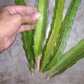 Dragon Tree Cutting for Plantation (5 Pieces) -. 