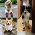 TRUELOVE Pet Dog Shoes For Small Large Dogs Outdoor Reflective Shoes For Dogs Paws Puppy Shoes Dog Boots Footwear 6. 