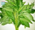 Sweet Jute Spinach Seeds - 50 Pieces ( মিষ্টি পাট শাক বীজ 50 ).