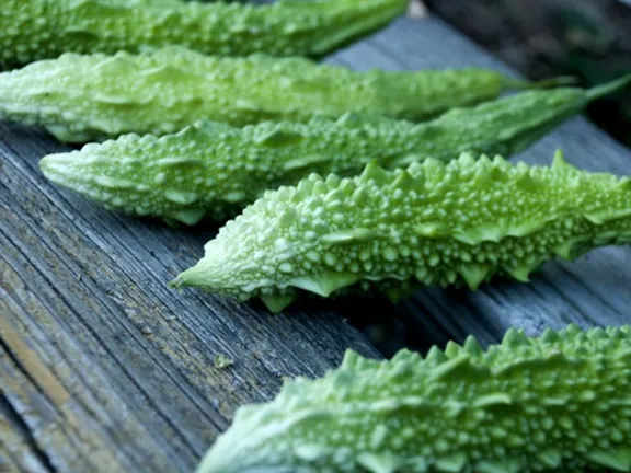 Hybride%20Uste%20Balsom%20Seed-25%20Pcs%20-%20Image%202