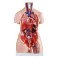 Human Anatomical Anatomy Human 85CM Unisex Torso 40 Parts XC-208 Medical Teaching Model Human Unisex Torso 40 Parts Medical Learn Aid Product detalls of Human Model Education Display 40 PARTS, material PVC.. 