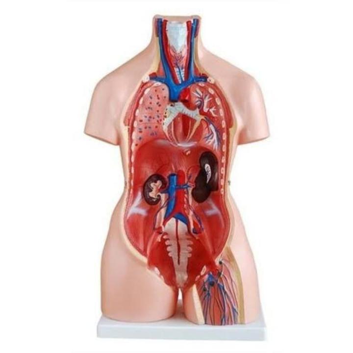 Human Anatomical Anatomy Human 85CM Unisex Torso 40 Parts XC-208 Medical Teaching Model Human Unisex Torso 40 Parts Medical Learn Aid Product detalls of Human Model Education Display 40 PARTS, material PVC.
