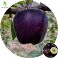 10 Pcs Natural Black diamond apple Seeds. 