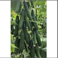 China High Germination Best Quality Green Cucumber Seed F1 Hybrid 10 seeds.